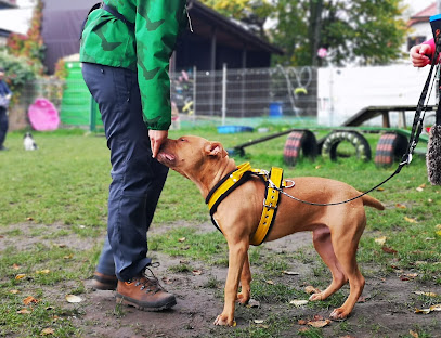 Guauche | Adiestradores de perros en Buenavista del Norte