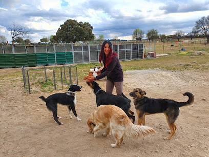Educadog | Adiestradores de perros en Madrid