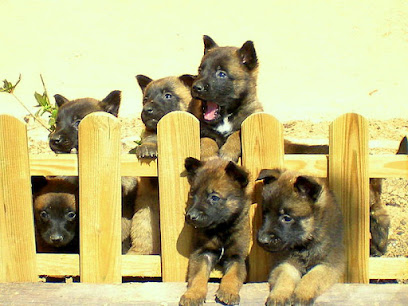 Nudacan | Adiestradores de perros en Lodosa