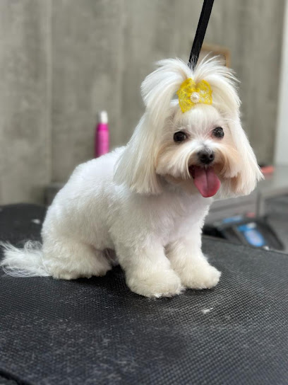 Chic | Peluqueria para perros en Badalona