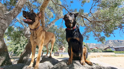 Heriberto | Adiestradores de perros en Cerceda