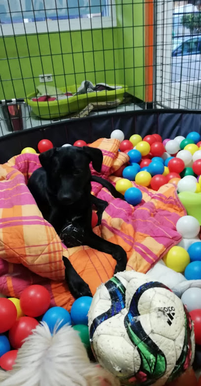 Mis Mascotas | Guardería para perros en La Coruña