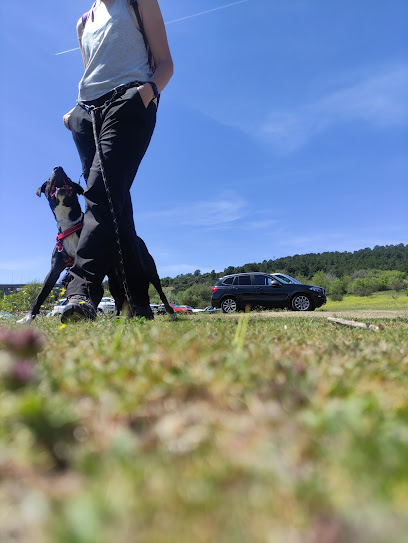 Team Adiestra | Adiestradores de perros en Guadarrama