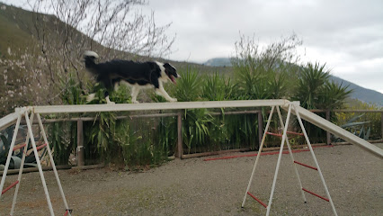 The Dog Academy | Adiestradores de perros en Alcaucin