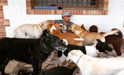 Chelsiuscan | Adiestradores de perros en Denia
