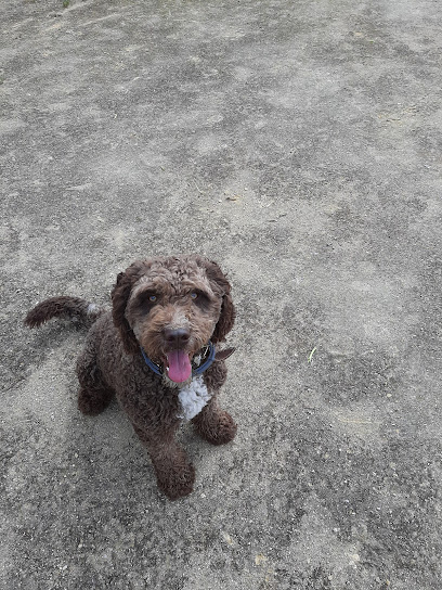 Eduka | Adiestradores de perros en Sangonera la Verde