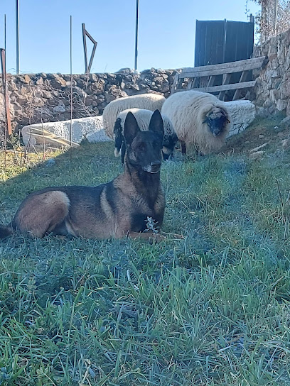 Mirada Canina | Adiestradores de perros en Madrid