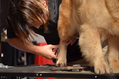 Can Kiria | Peluqueria para perros en Sant Feliu de Codines