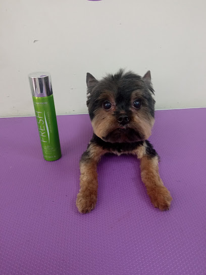 El Rincón de Isi | Peluqueria para perros en Fuenlabrada