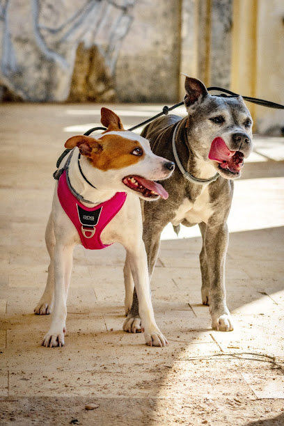 David Rodriguez | Adiestradores de perros en Calonge