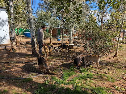 Sarbecan | Guardería para perros en Nambroca