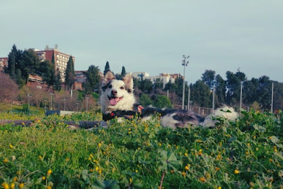 Paseo y Guarderia de Perros y Gatos | Guardería para perros en Granada