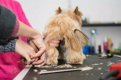 Don Perro Nervión | Peluqueria para perros en Sevilla