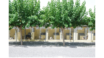 Mascota Center | Adiestradores de perros en Alicante