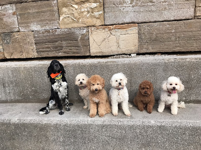 LUANCO-GIJON | Guardería para perros en Luanco