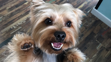 Revoltos@S | Peluqueria para perros en Madrid