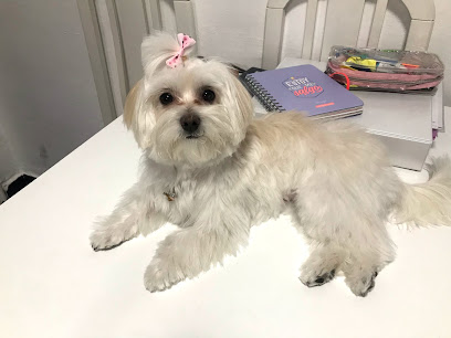 Animal Look | Peluqueria para perros en Santa Cruz de Tenerife