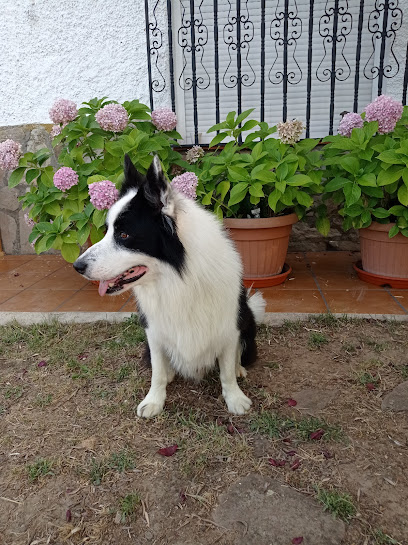 Carpecan | Peluqueria para perros en San Fernando de Henares