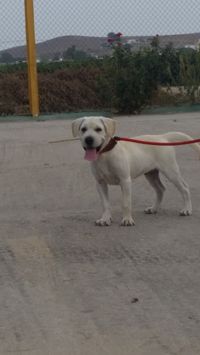 La Luna | Guardería para perros en Cadiz