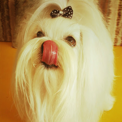 La Banyera | Peluqueria para perros en Canet de Mar