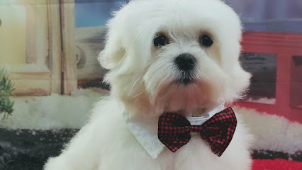 Peludillos | Peluqueria para perros en Dos Hermanas