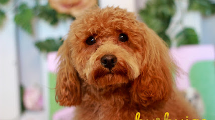 Burbujas | Peluqueria para perros en Valdemoro