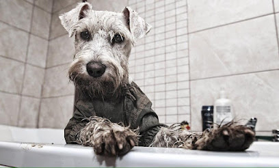 Gossanova Rubens | Peluqueria para perros en Barcelona