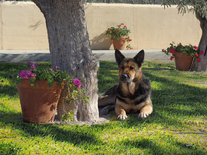 Ngorong-Ngorong | Guardería para perros en Alicante