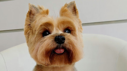 El Arca de Noah | Peluqueria para perros en Madrid
