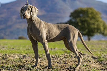 Los Tres Lugares | Guardería para perros en Eljas