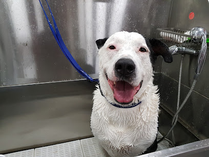 Bomba | Peluqueria para perros en Llinars del Vallès