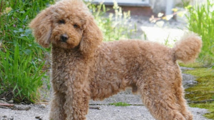 Xerez | Guardería para perros en Jerez de la Frontera