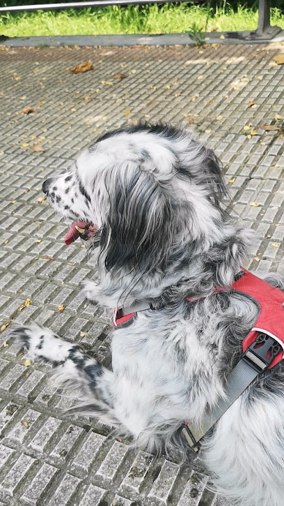 Txakurra Txakur | Adiestradores de perros en Loiu