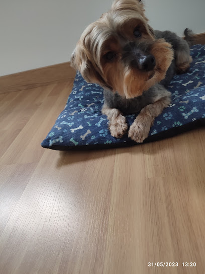 Peluts | Peluqueria para perros en Pineda de Mar