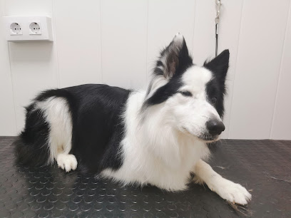 Rosa Pardo | Peluqueria para perros en Leganés
