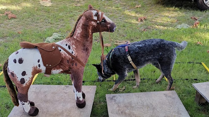 Preparadogs | Adiestradores de perros en Hueges