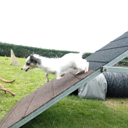 Educacion Canina Donostia | Adiestradores de perros en Lasarte-Oria