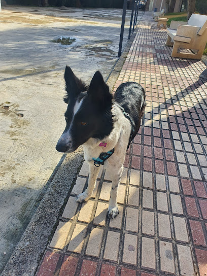 Jaen | Adiestradores de perros en Jaen