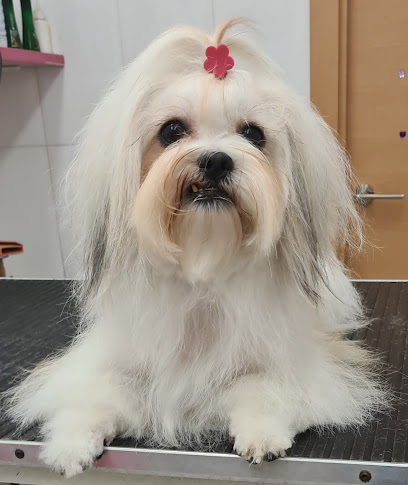 Lissy | Peluqueria para perros en Barcelona