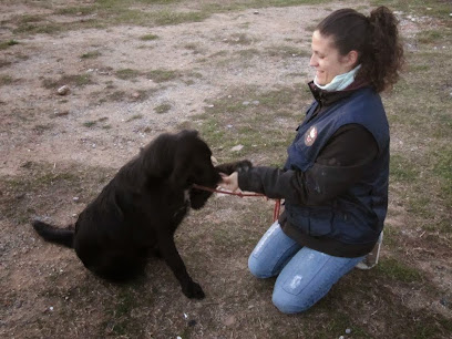 Como educar a tu perro. | Sant Andreu de Llavaneres