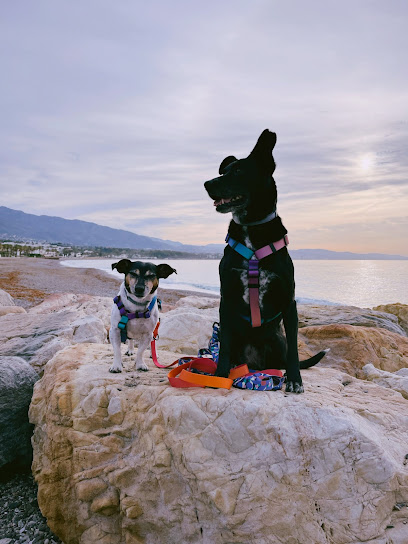 DOGSCHOOL | Adiestradores de perros en Alhaurin el Grande