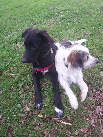 THOKY GUAU | Adiestradores de perros en Bilbao