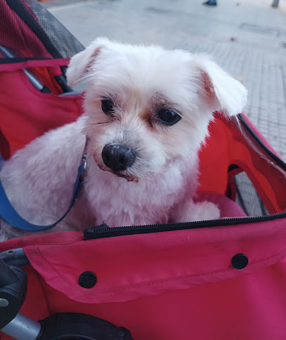Hola Mascotas | Peluqueria para perros en Palma