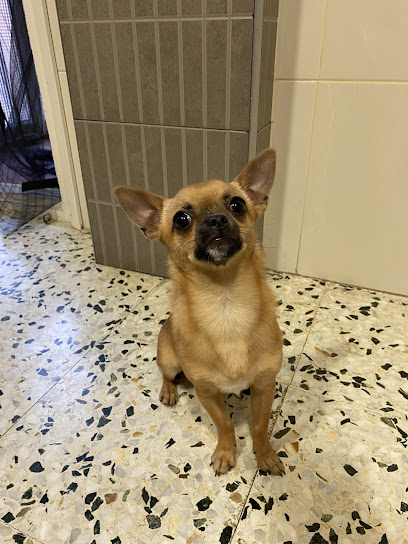 Universal Dog | Adiestradores de perros en Zaragoza