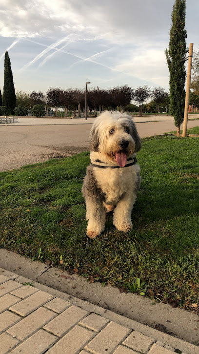 Adiestramiento a Domicilio | Adiestradores de perros en Casarrubios del Monte