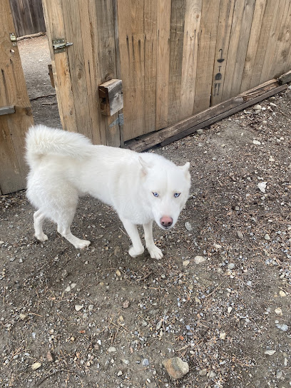 Cuidadora Canina Genil | Guardería para perros en Pinos Genil