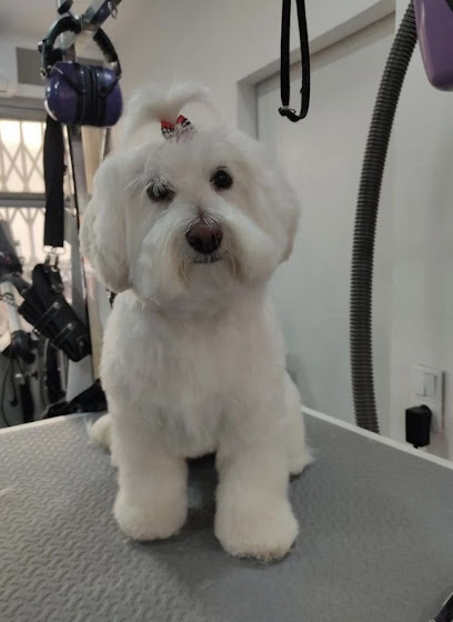 Cadelos | Peluqueria para perros en Arenys de Mar