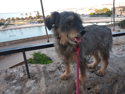 Von Falkenau | Guardería para perros en Algaida