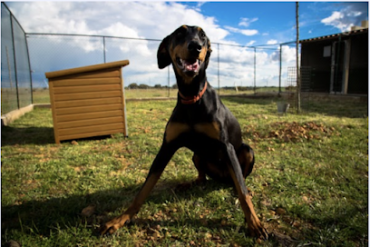 Rivendel | Guardería para perros en Fuentelahiguera de Albatages