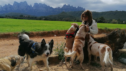 Les Oliveres Rural Can | Guardería para perros en Castellbell i el Vilar